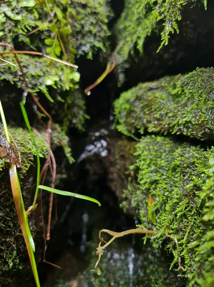 Загрузка картинки - Ай 2024. Живая природа