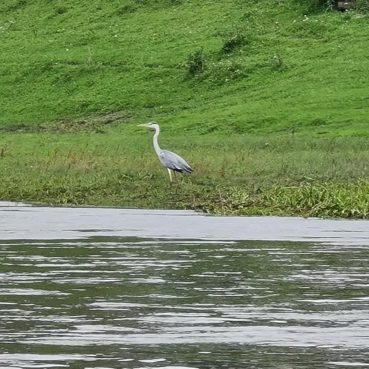 Загрузка картинки - Ай 2024. Цапля