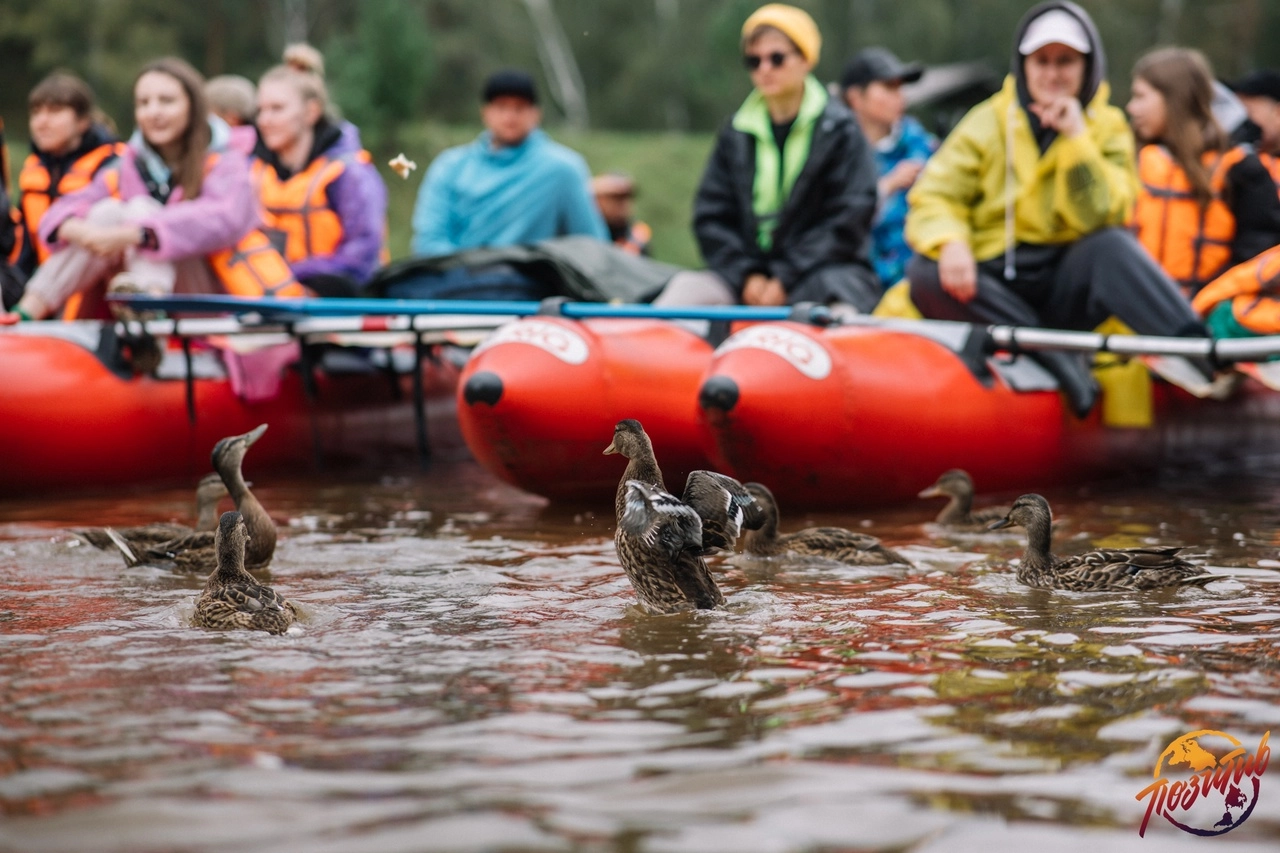 Загрузка картинки - Ай 2024. Утиное шоу