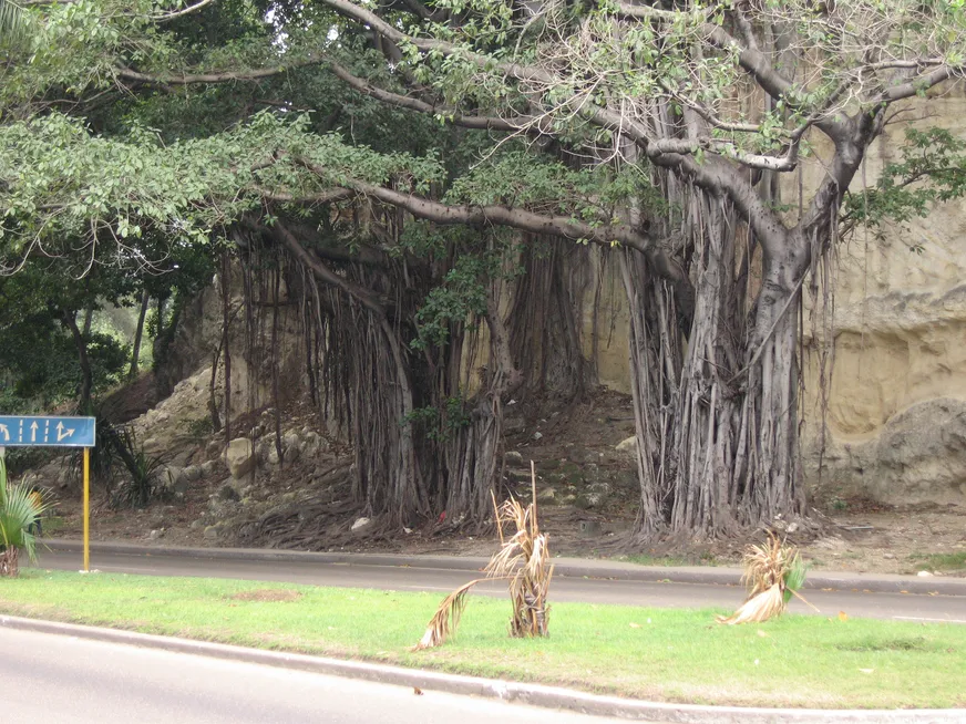 Загрузка картинки - Гавана. Мангры