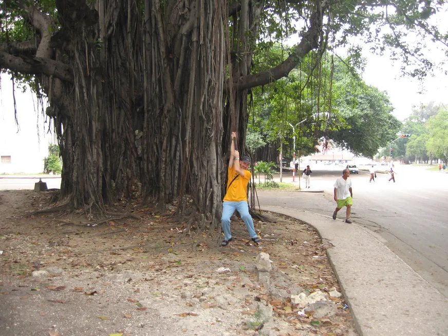 Загрузка картинки - Гавана. Мангры и бобры