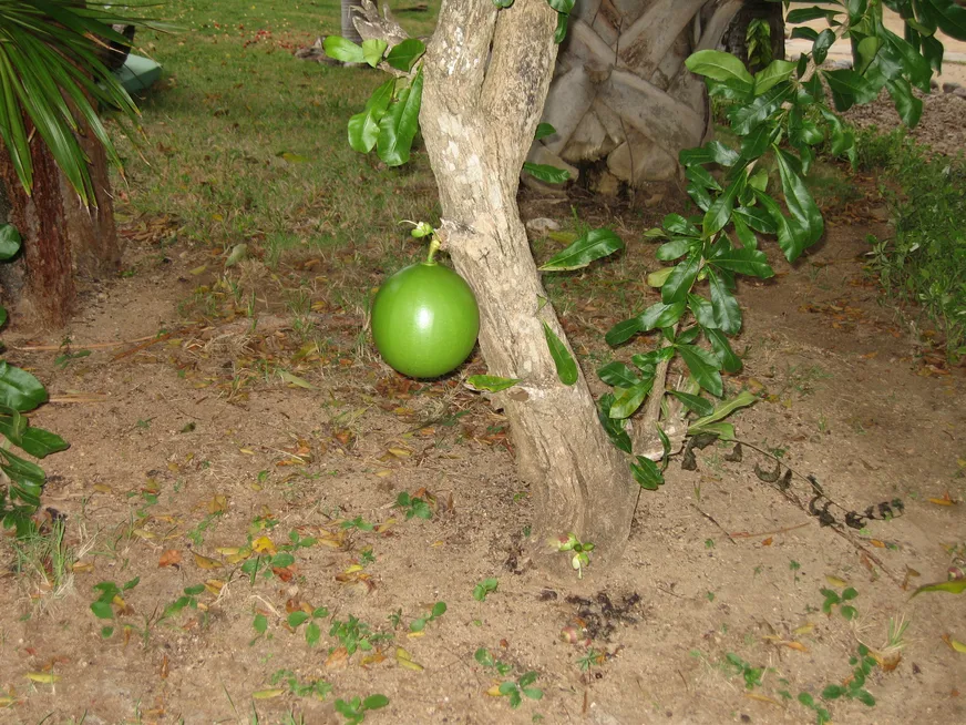 Загрузка картинки - Сол Пальмерас. Нечто