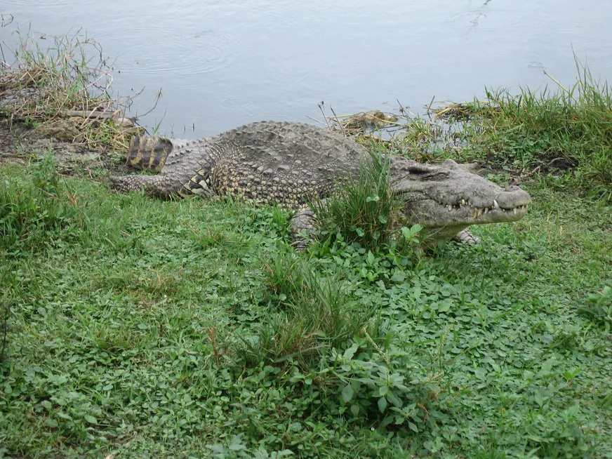 Загрузка картинки - Эль мучо гранде кокодрило