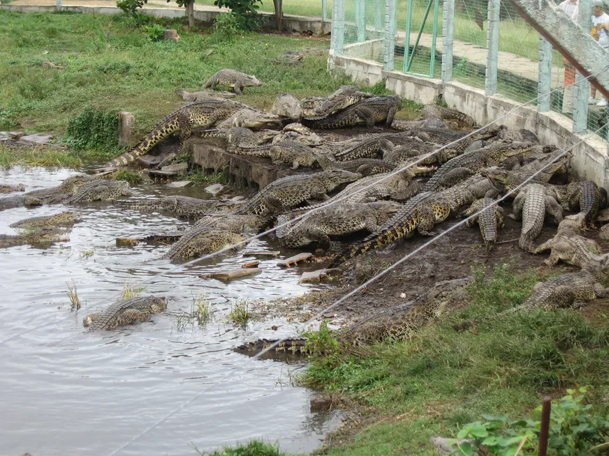 Загрузка картинки - Кокодрильцы