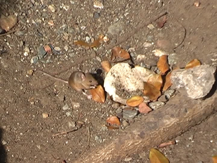 Загрузка картинки - Санта-Клара. Не только собаки на Кубе