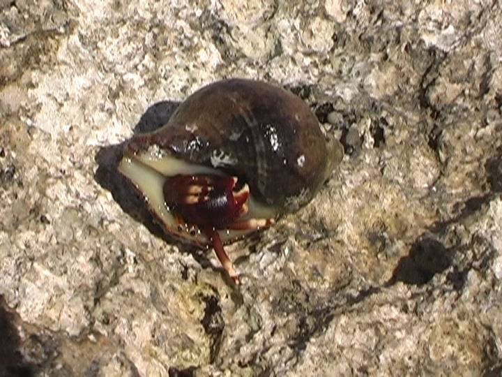 Загрузка картинки - Вялиться как крабик