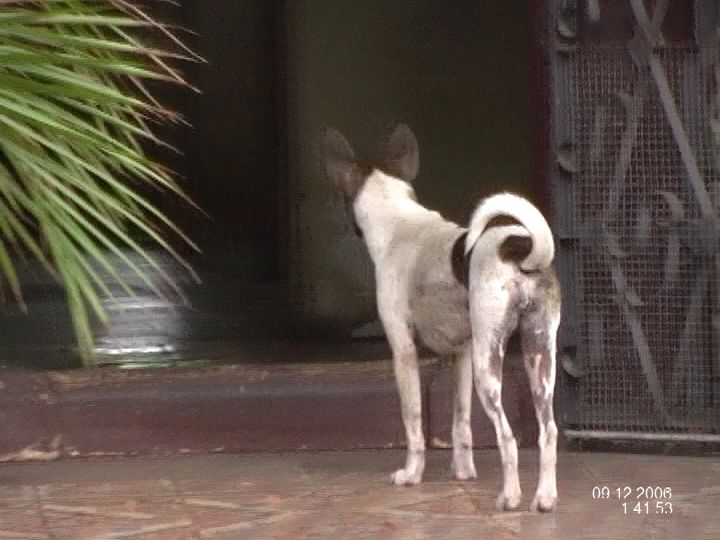 Загрузка картинки - Гавана. Собаки на Кубе