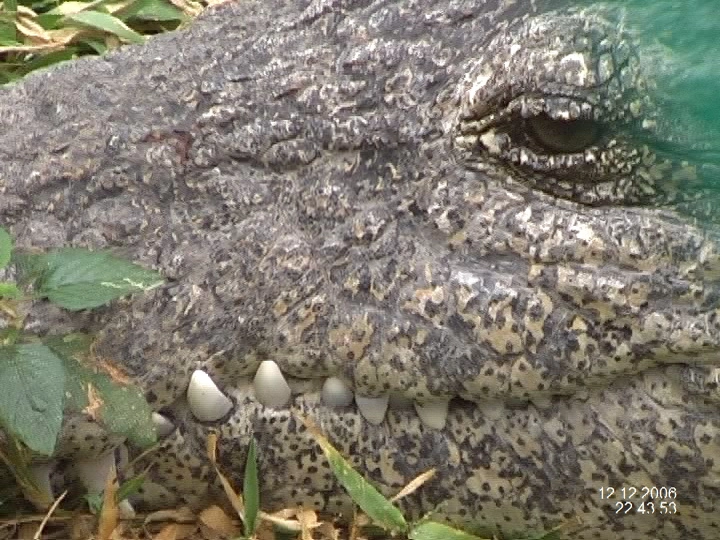 Загрузка картинки - Ферма Гуама. Кокодрильские зубы
