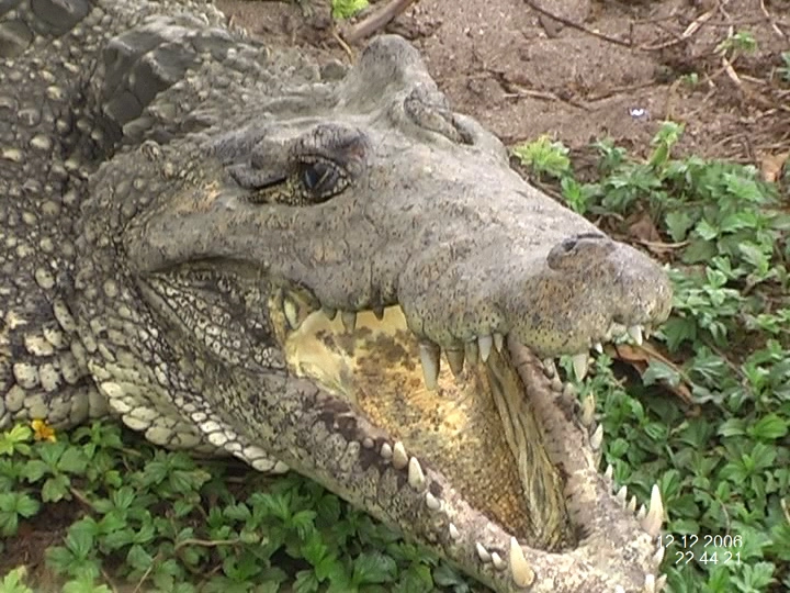 Загрузка картинки - Эль гранде кокодрило