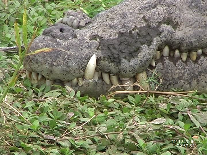 Загрузка картинки - Ферма Гуама. Кокодрильские зубы