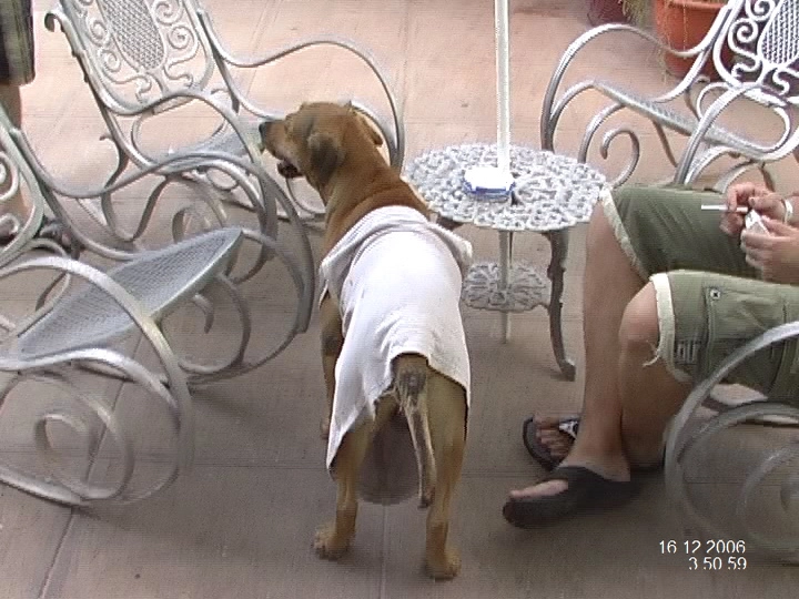 Загрузка картинки - Тринидад. Собаки на Кубе