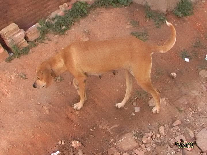 Загрузка картинки - Тринида. Собаки на Кубе