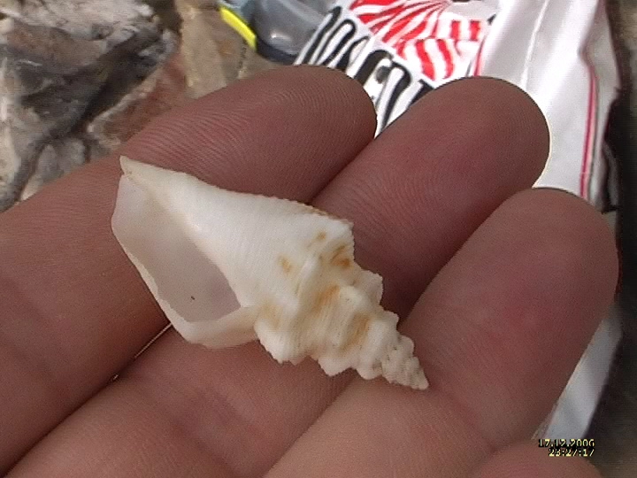 Загрузка картинки - Ракушка на обмен