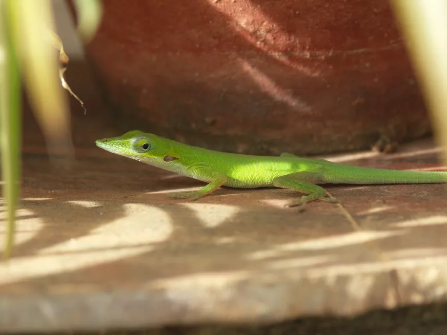 Загрузка картинки - Эль мучо грандэ Кокодрило
