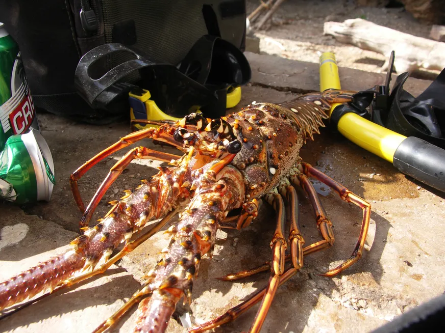 Загрузка картинки - Где-то под Тринидадом. Люста