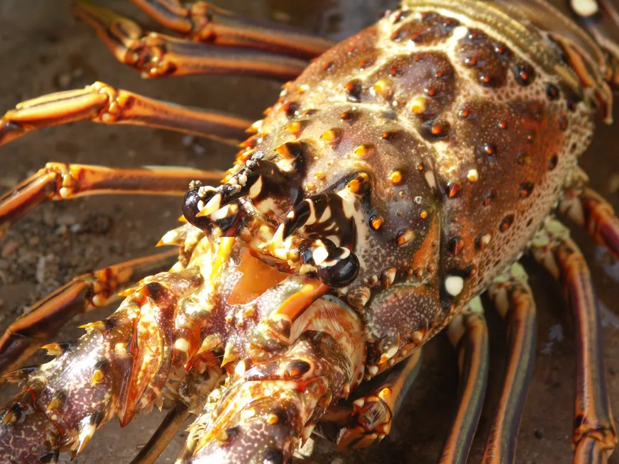 Загрузка картинки - Где-то под Тринидадом. Эль Зверь