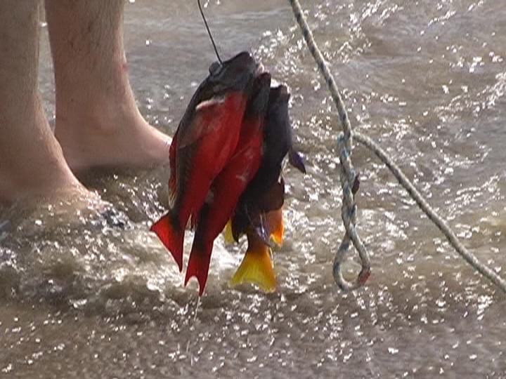 Загрузка картинки - Где-то под Тринидадом. В поисках Дори