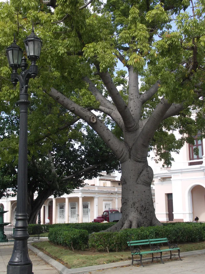 Загрузка картинки - Сьенфуегос. Центральная сейба