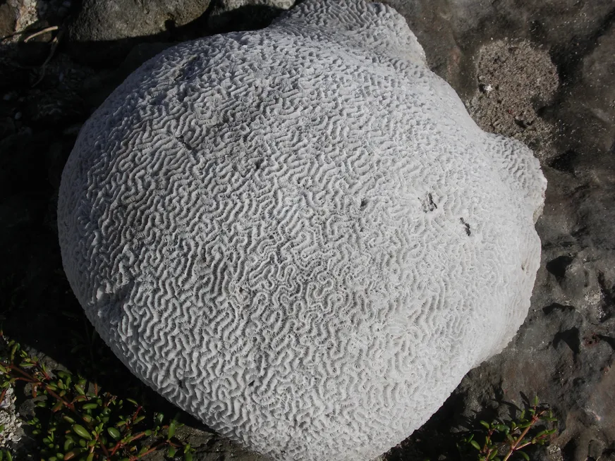 Загрузка картинки - Плайя Хирон. Бэст коралз