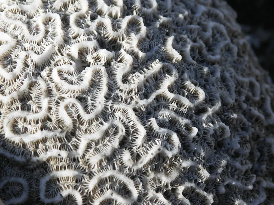 Загрузка картинки - Плайя Хирон. Бэст коралз