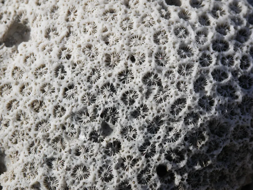 Загрузка картинки - Плайя Хирон. Бэст коралз