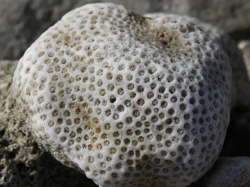 Загрузка картинки - Плайя Хирон. Бэст коралз