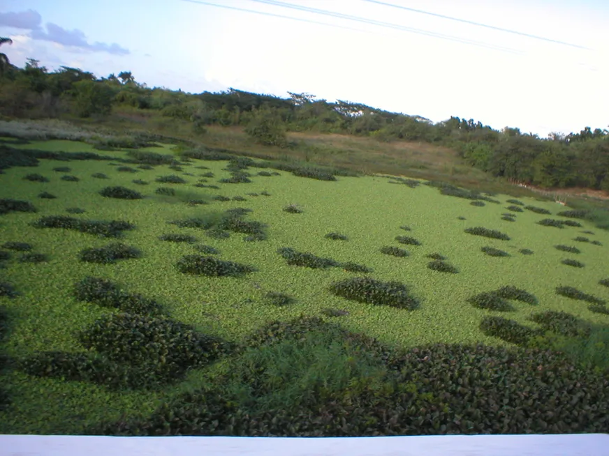 Загрузка картинки - Родас. Мангровые болота