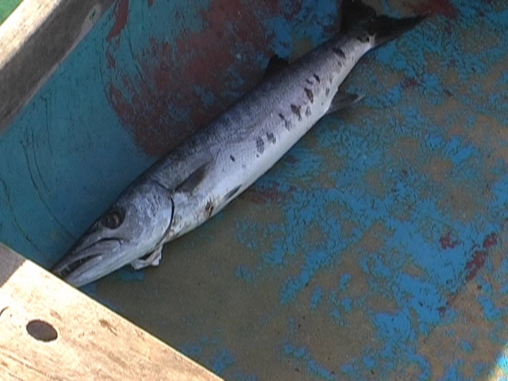 Загрузка картинки - Плайя Хирон. Эль барракуда