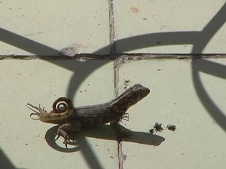 Загрузка картинки - Эль кокодрильчик