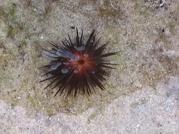 Загрузка картинки - Плайя Ларга. Рыба-вилка