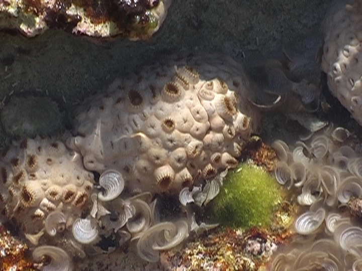 Загрузка картинки - Плайя Ларга. Подводные писюльки