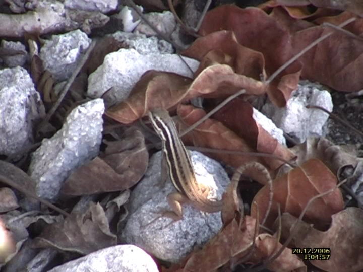 Загрузка картинки - Плайя Ларга. Эль кокодрильчик