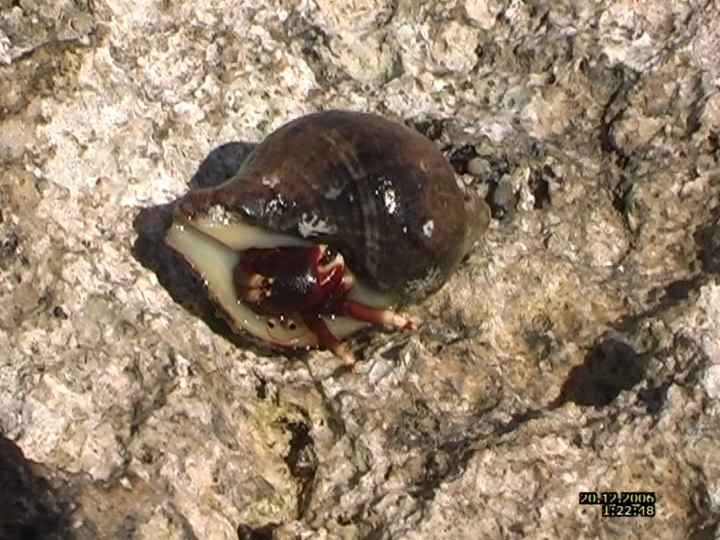 Загрузка картинки - Плайя Ларга. Эль Крабик