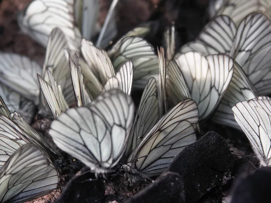 Загрузка картинки - Хребет Нургуш. Бабочки