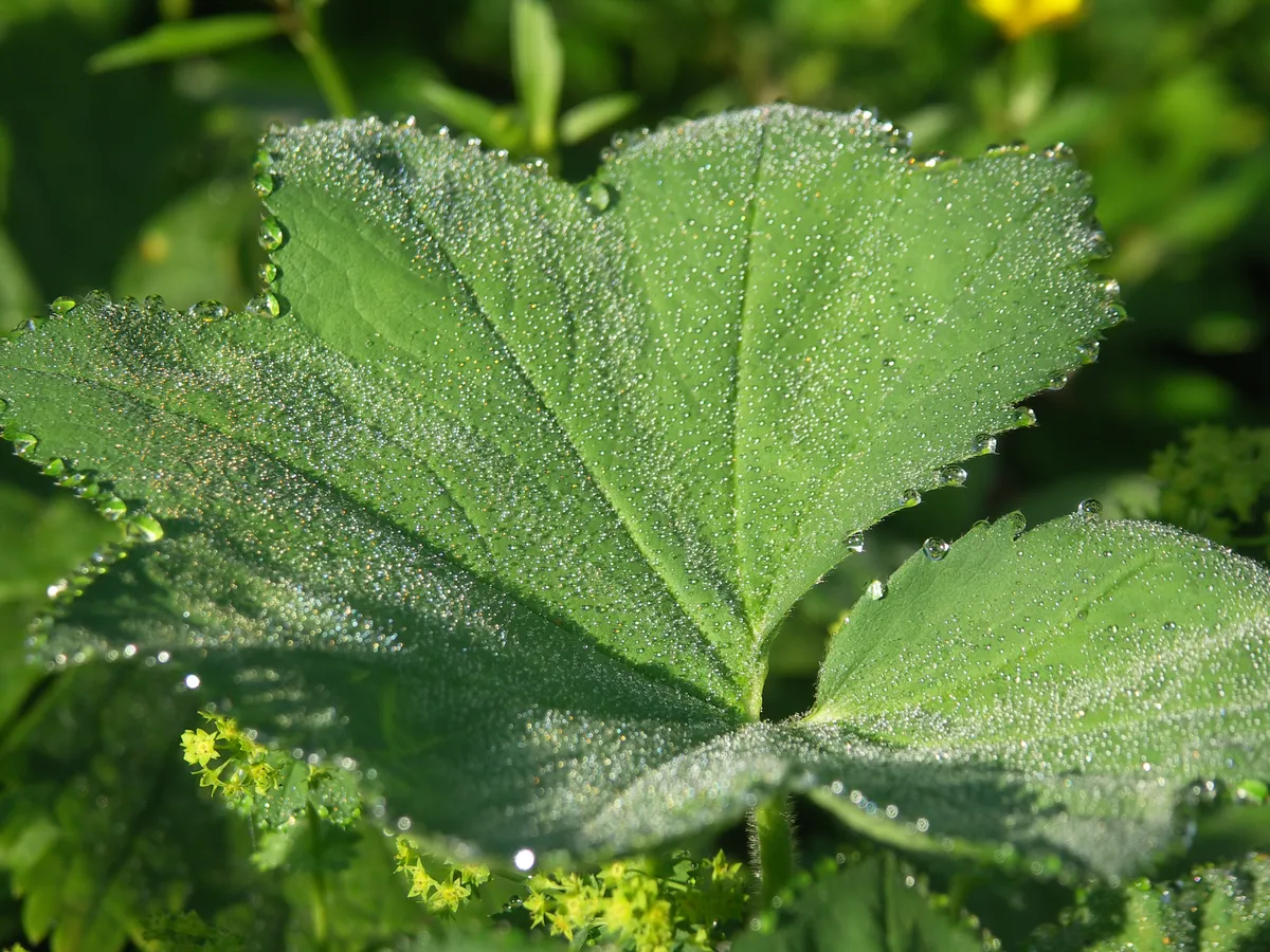 Загрузка картинки - Хребет Нургуш. Утренняя роса