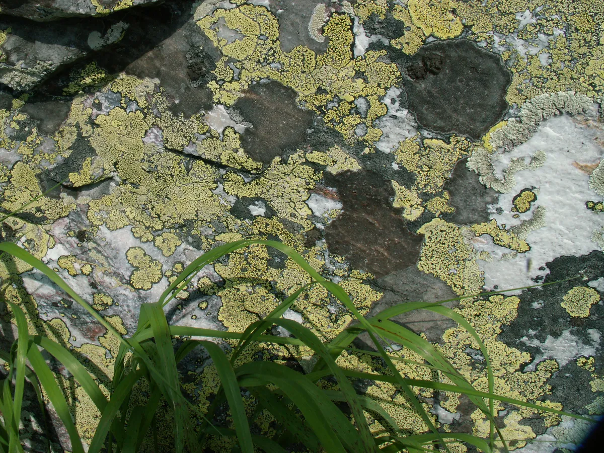 Загрузка картинки - Хребет Нургуш. Тундровые лишайники