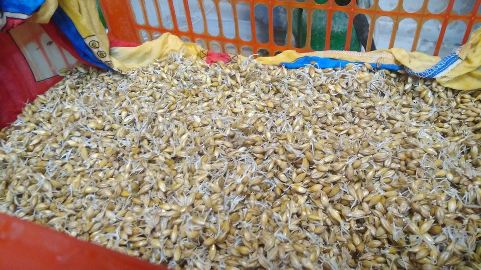 Виски. Фаза 01