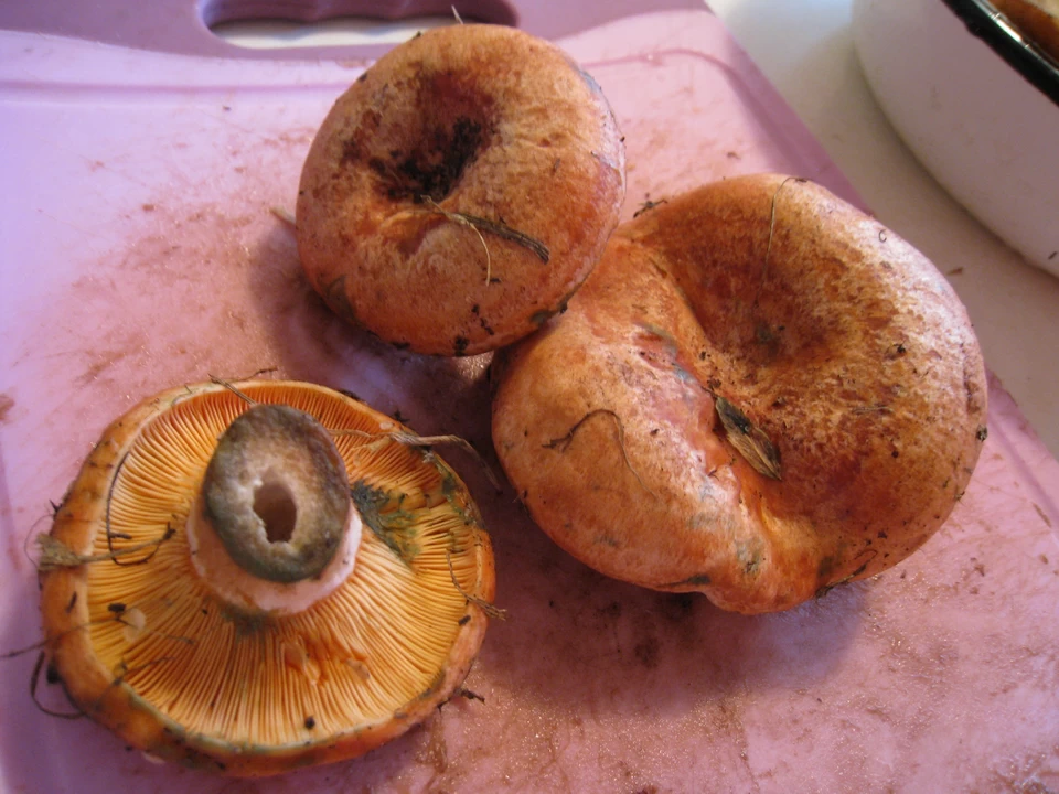 Царский рыжик