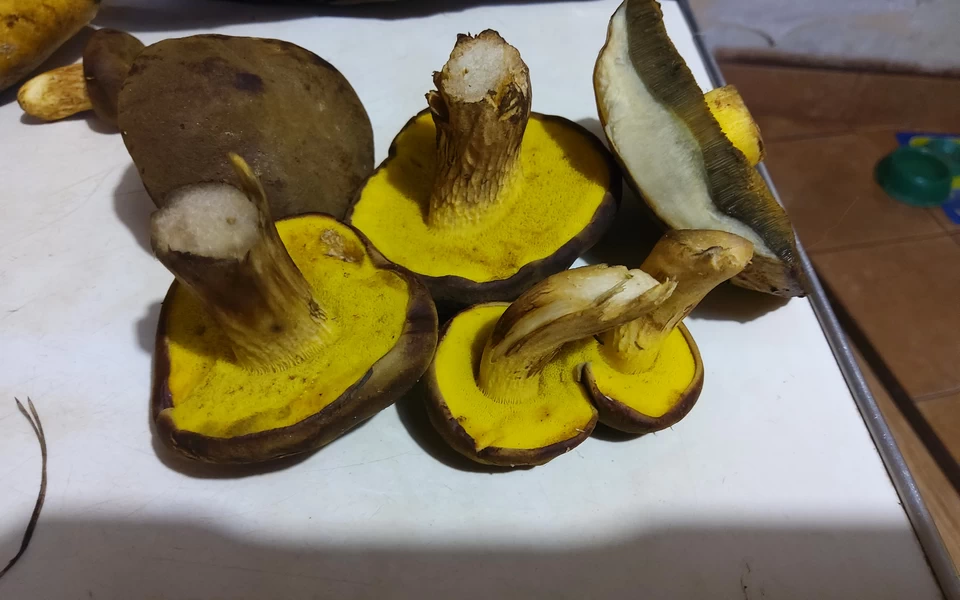 Моховики (родственники маслят)