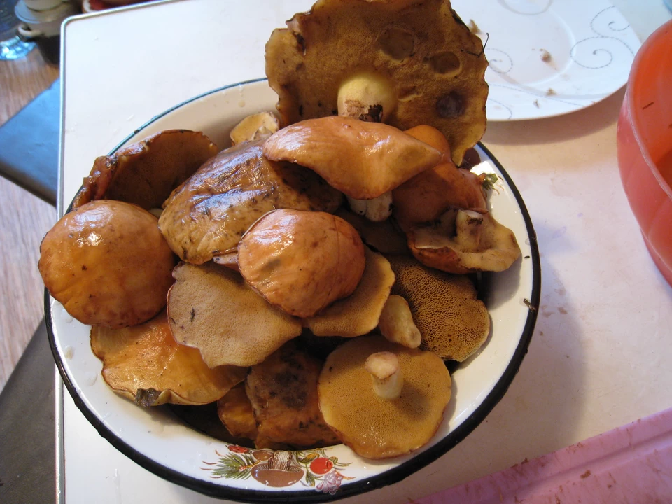 Маслятушки-ребятушки