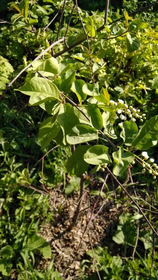 Праздник цветения черёмухи