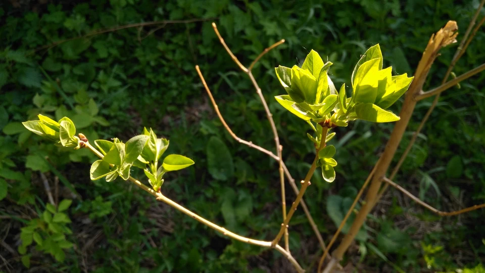 Весенние шашлыки на цветение черёмухи