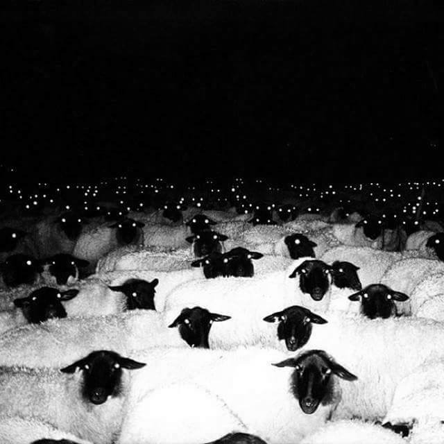 Все бараны давно сосчитаны